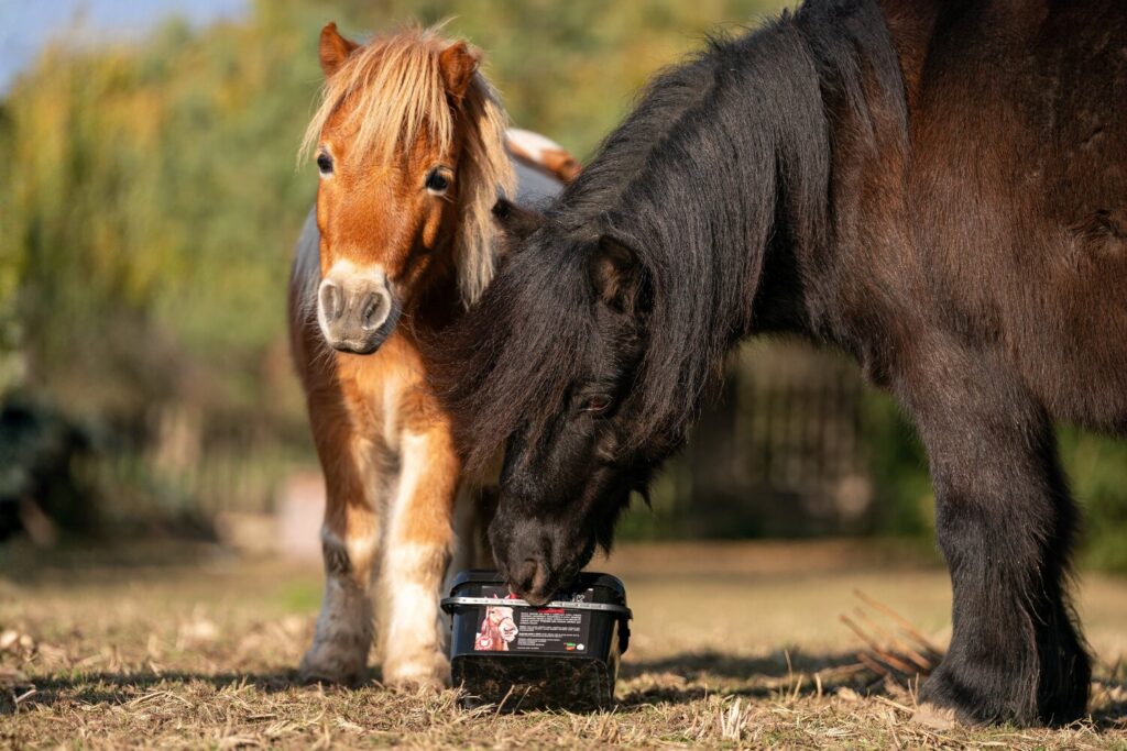 Horse Expo 2026 - Poníci při krmení doplňkem stravy pro koně